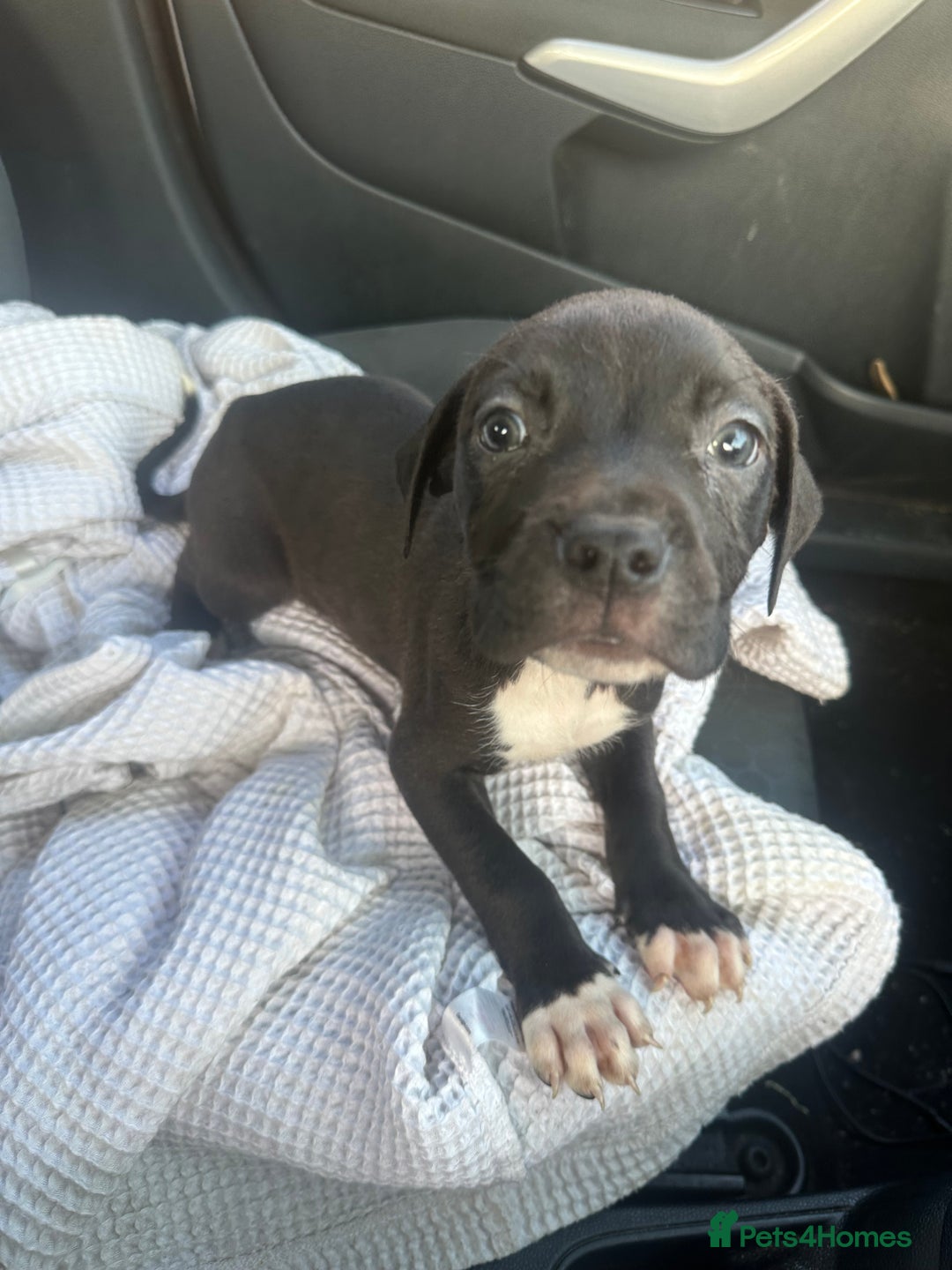 Mixed Breed dogs for sale: Staff x cane corso puppies - Image 30