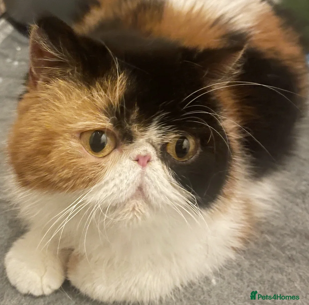 Exotic cats for sale: Stunning pedigree girls, ready to go!  - Advert 5