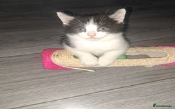 Domestic Shorthair cats for sale: 2 female kittens  - Image 9