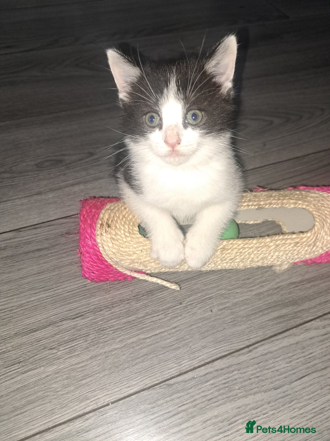 Domestic Shorthair cats for sale: 2 female kittens  - Image 9
