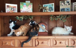 Mixed Breed cats for sale: Beautiful part siamese kittens  - Image 5