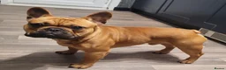 French Bulldog dogs for stud: MOOSE 🫎 KC registered + Silver FBCE  - Advert 8