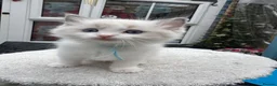 Ragdoll cats for sale: Gccf (champion) ragdoll kittens  - Advert 35