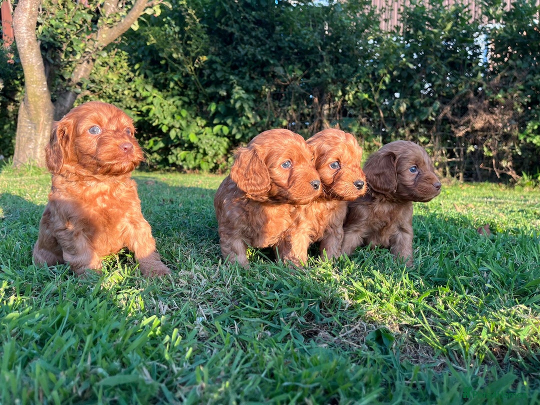 Cockapoo dogs for sale: Deep Fox Red Cockerpoos  - Image 11
