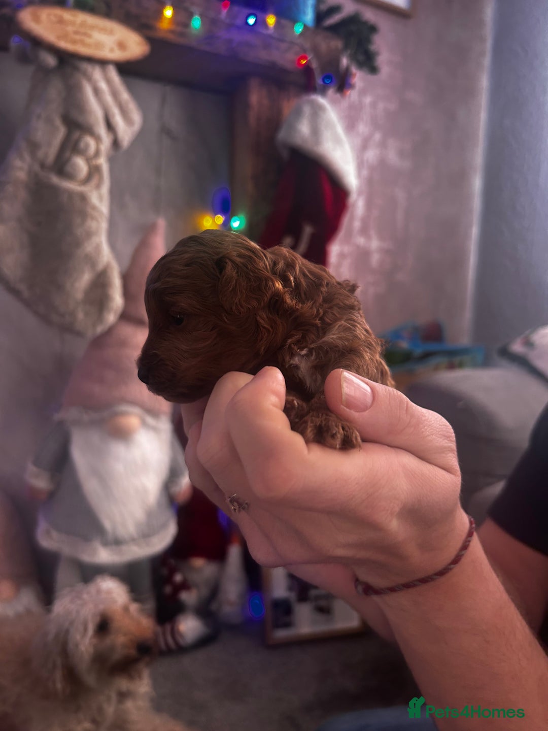 Cockapoo dogs for sale: Beautiful Cockapoo puppies  - Advert 16