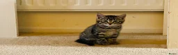 Mixed Breed cats for sale: Three Beautiful Kittens. READY TO GO!  - Advert 2
