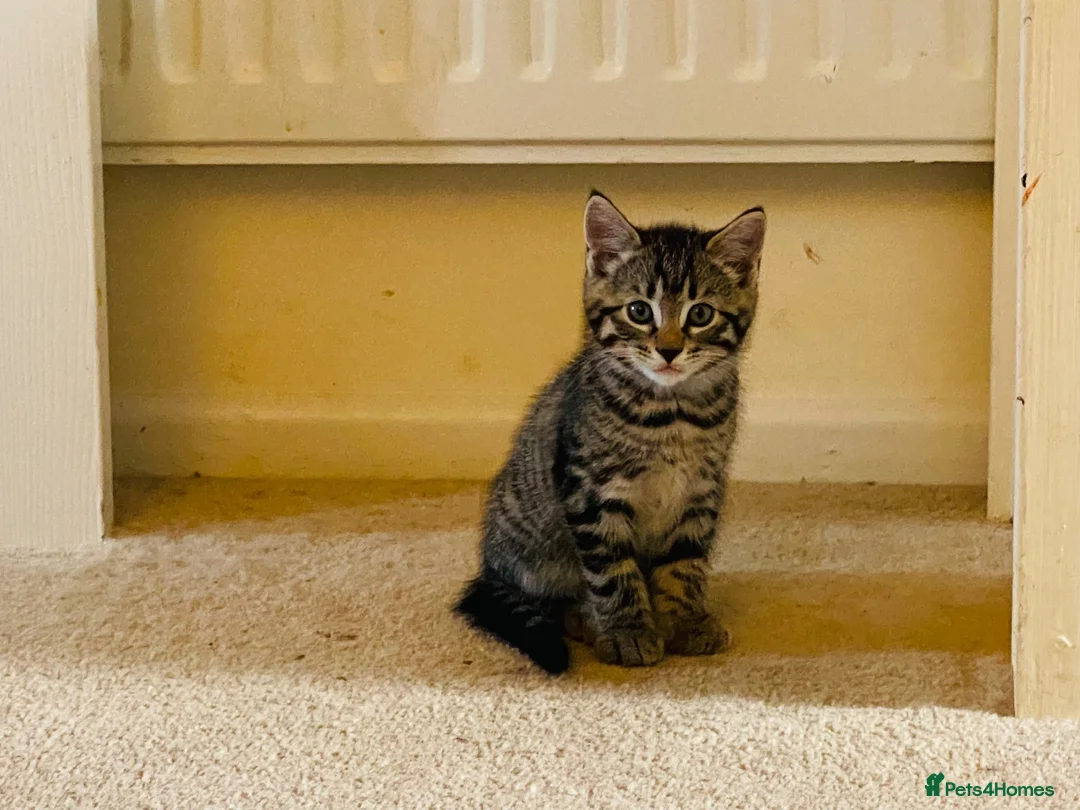 Mixed Breed cats for sale: Three Beautiful Kittens. READY TO GO!  - Advert 2