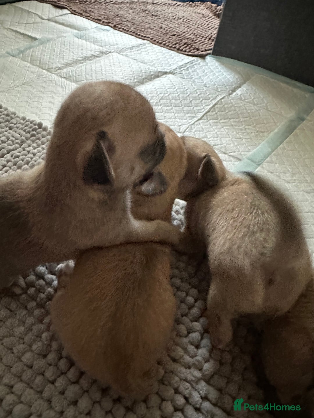 Chihuahua dogs for sale: Beautiful Chihuahua puppies. Two girls left  - Advert 9