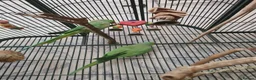 Ringnecks birds for sale: ringneck parakeets (cookie and geeta)  in Wolverhampton - Advert 3