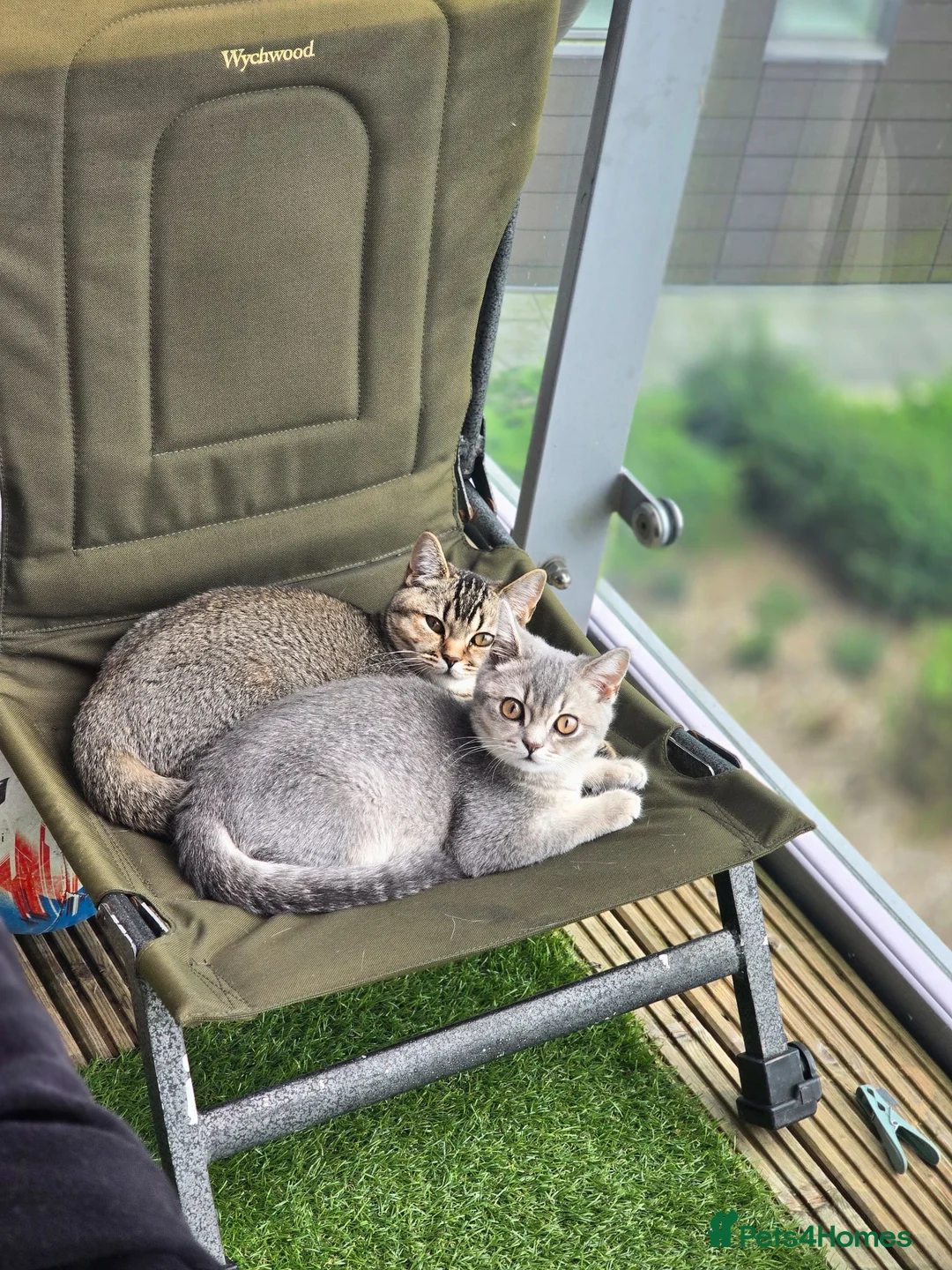 British Shorthair cats for sale: 2Kittens  british shorthair   - Advert 1