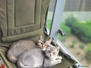 British Shorthair cats 2Kittens british shorthair - Advert 13