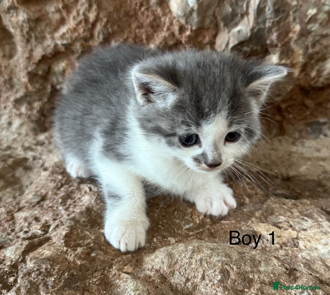 Domestic Shorthair cats for sale: Kittens - Image 2