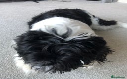 Mixed Breed dogs for sale: Female Floodle Puppy looking for her forever home - Image 4