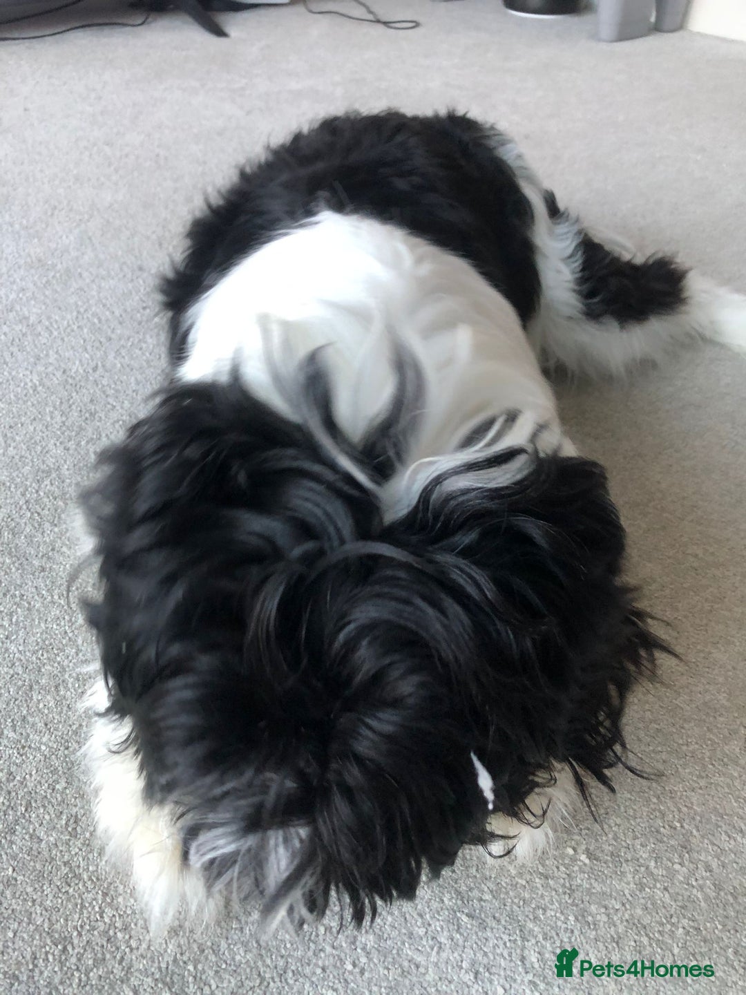 Mixed Breed dogs for sale: Female Floodle Puppy looking for her forever home - Image 4