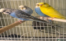 Budgerigars birds for sale: Budgies for sale  - Image 4