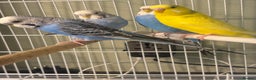 Budgerigars birds for sale: Budgies for sale  - Advert 4
