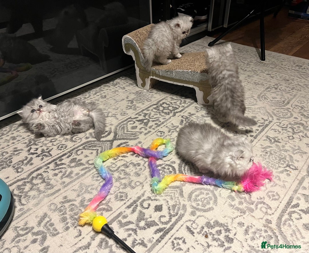 Persian cats for sale: Pure Persian kittens for sale  - Advert 3