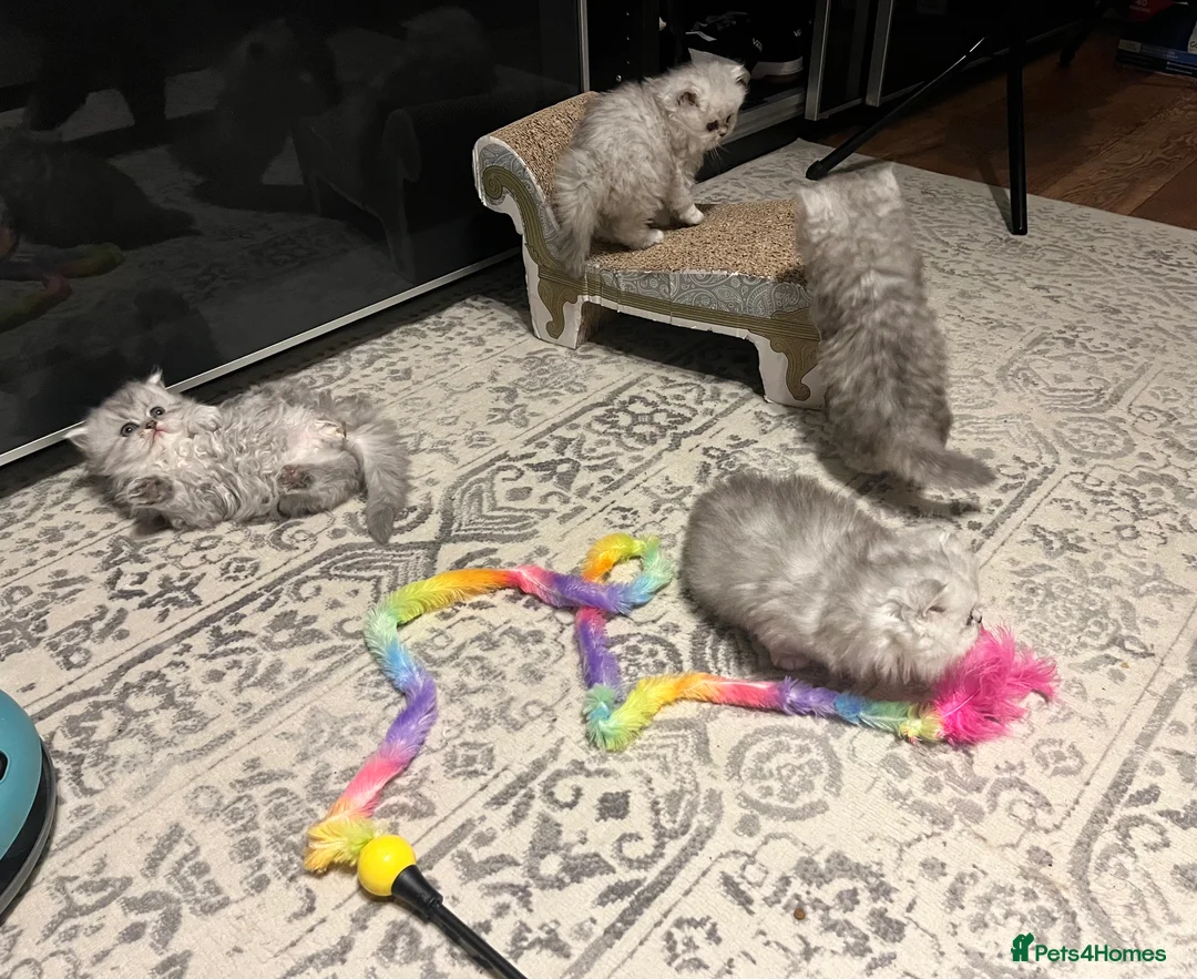 Persian cats for sale: SOLD .  - Advert 3