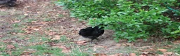 Chickens poultry for sale: 🐥 CHICKS & YOUNG CHICKENS AVAILABLE 🐔 - Advert 11