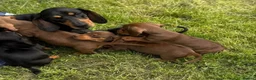 Dachshund dogs for sale: Female chocolate and tan dachshund - Advert 4