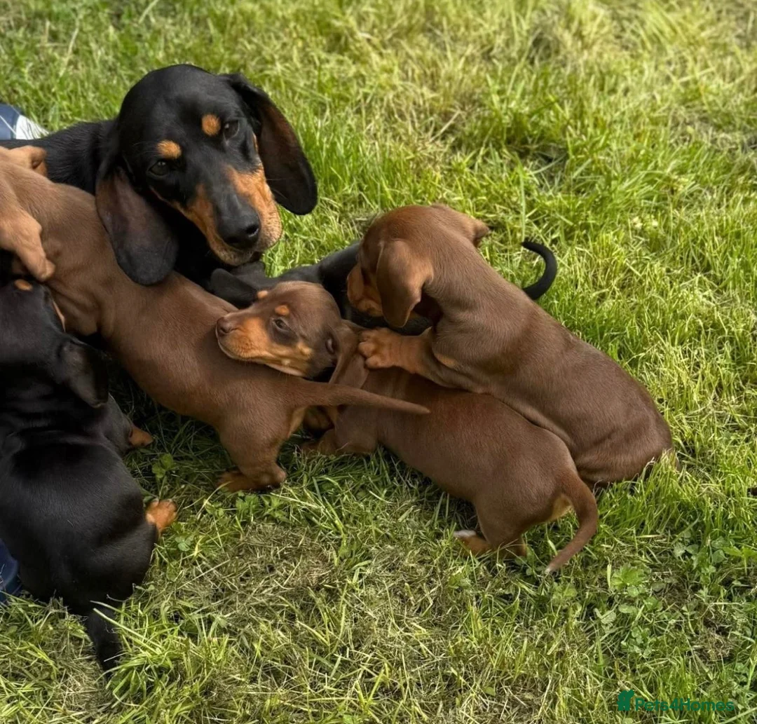 Dachshund dogs for sale: Female chocolate and tan dachshund - Advert 4