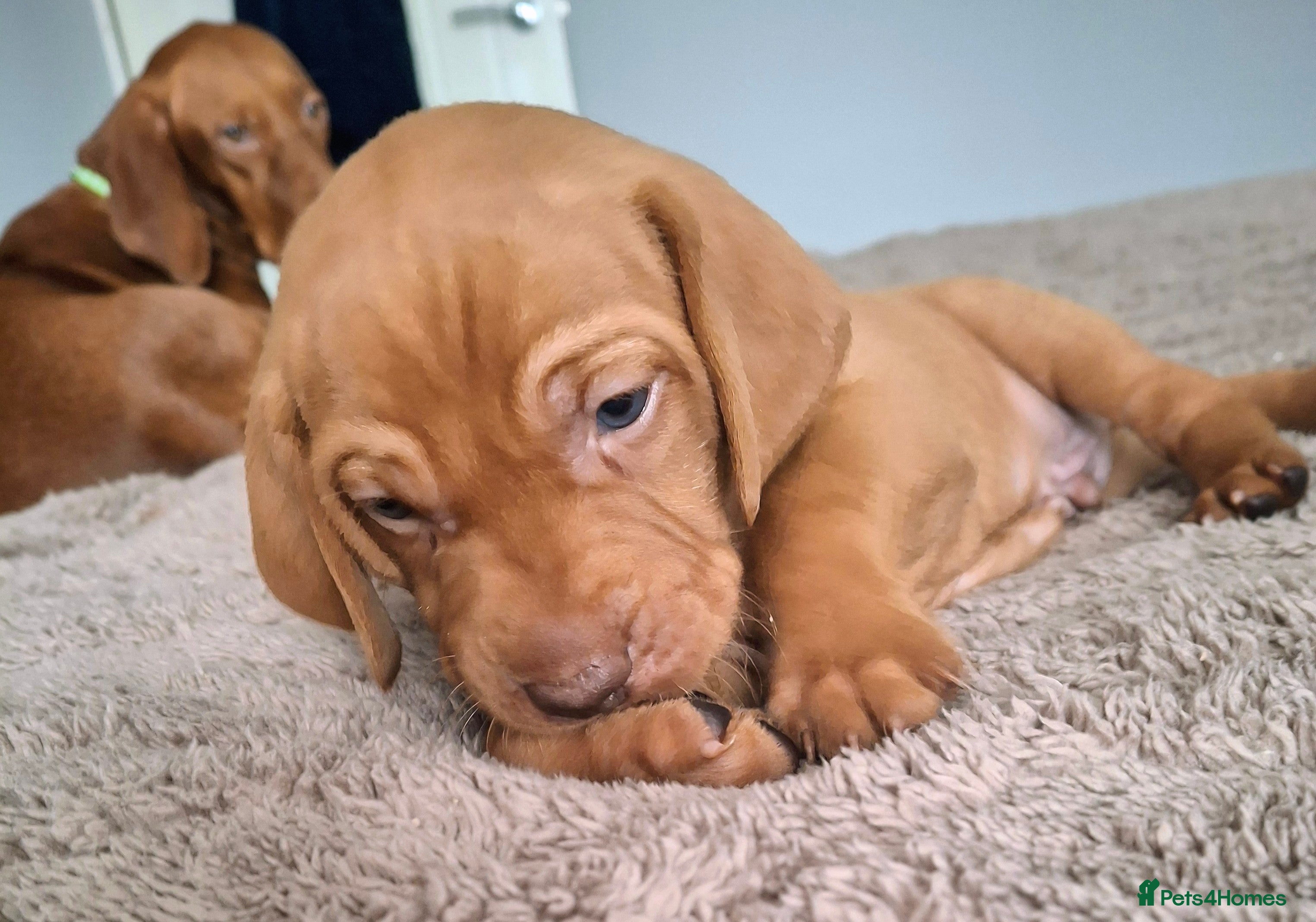 Hungarian Vizsla dogs Hungarian vizsla for sale  - Advert 1