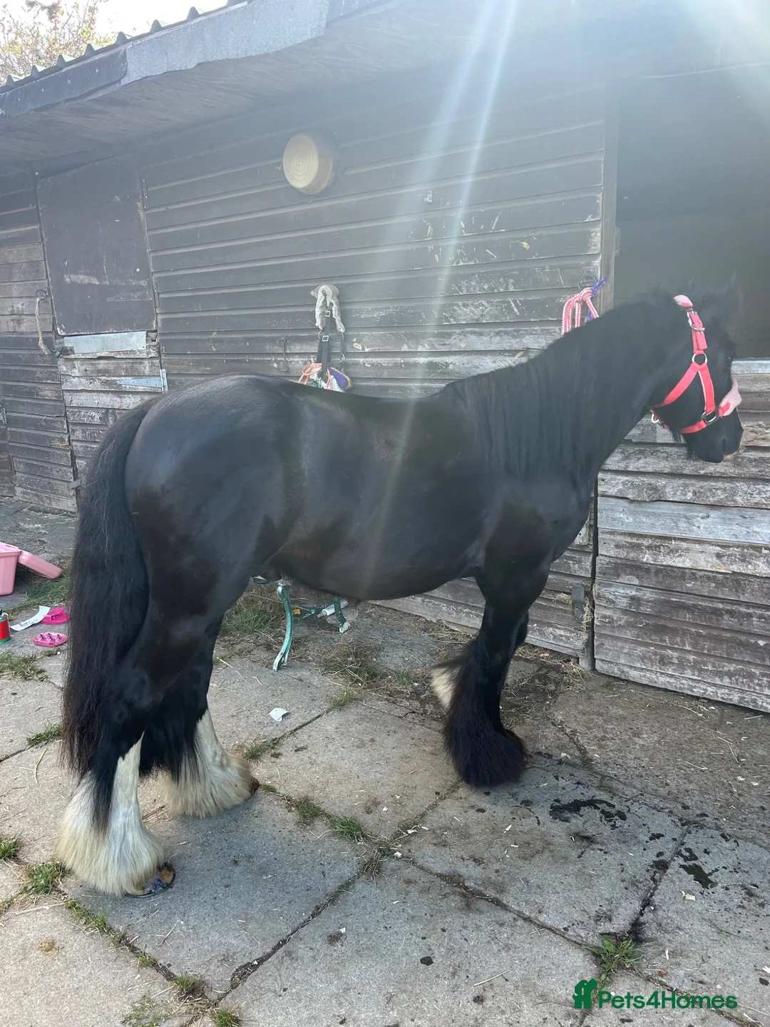 Irish Cob horses for sale: Ride and drive 12.2 cob - Advert 1