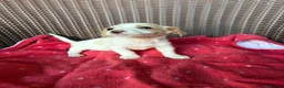 Jack Russell dogs for sale: Jack Russell puppies  - Advert 9