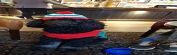 Standard Poodle dogs for stud: FOR STUD NOT SALE! - Advert 5