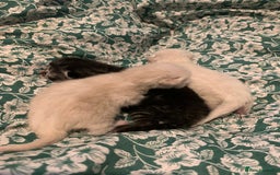 Siamese cats for sale: 🐾✨ White Siamese Maggir Became a Mum! ✨🐾 - Image 27