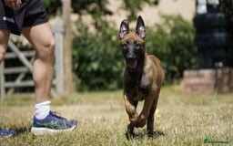 Belgian Shepherd Dog dogs for sale: KC registered Belgian Malinois – Stable,Balanced🐾 - Image 13