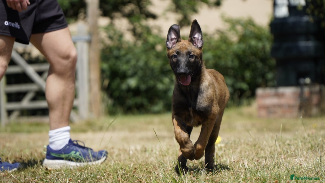 Belgian Shepherd Dog dogs for sale: KC registered Belgian Malinois – Stable,Balanced🐾 - Image 13