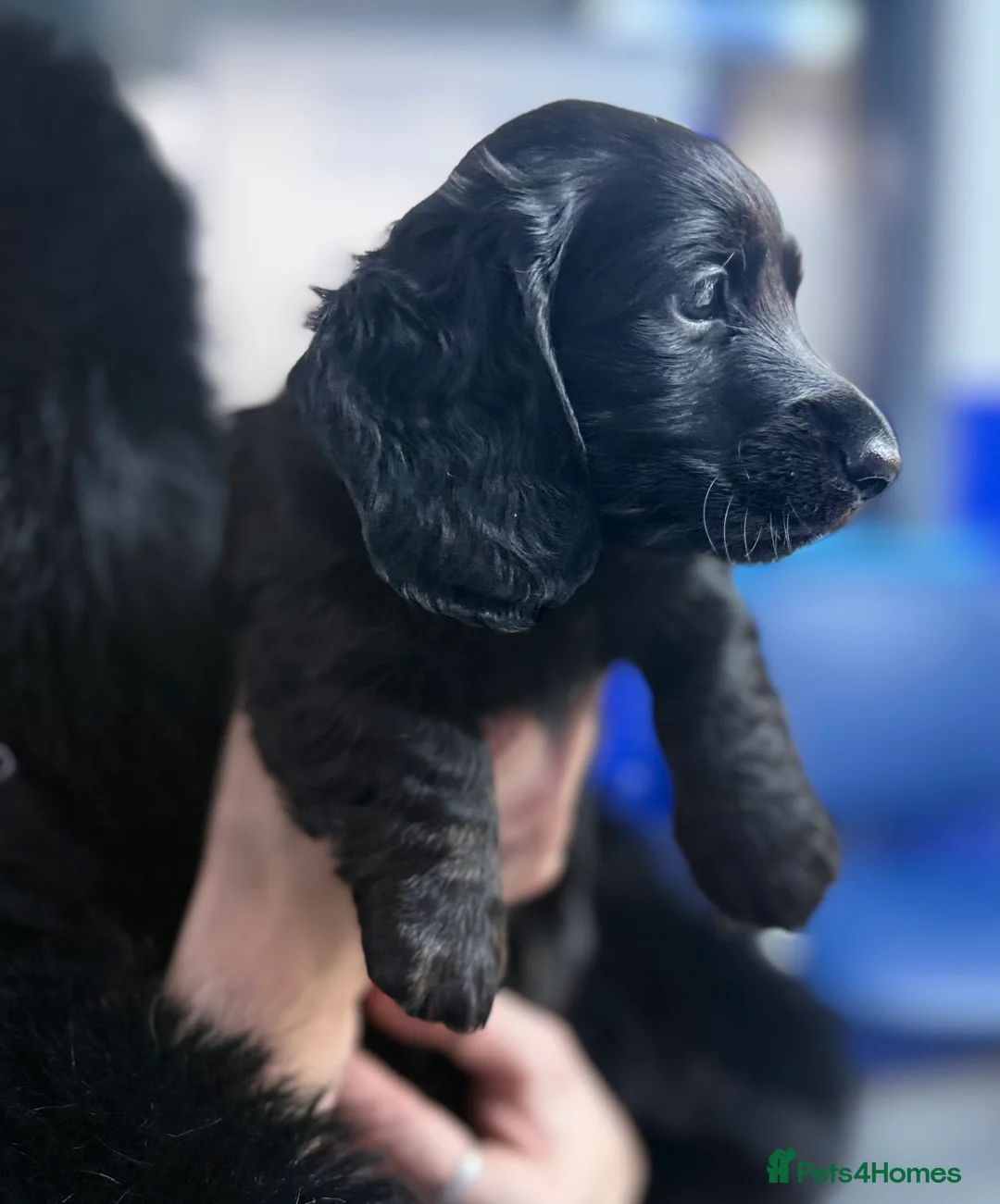 Miniature Dachshund dogs for sale: Mini long hair dachshunds  - Advert 22