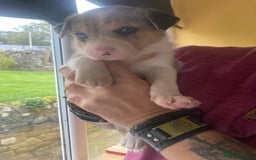 Border Collie dogs for sale: Border Collie Pups Merle, Tri-colour & Blk/wht - Image 31