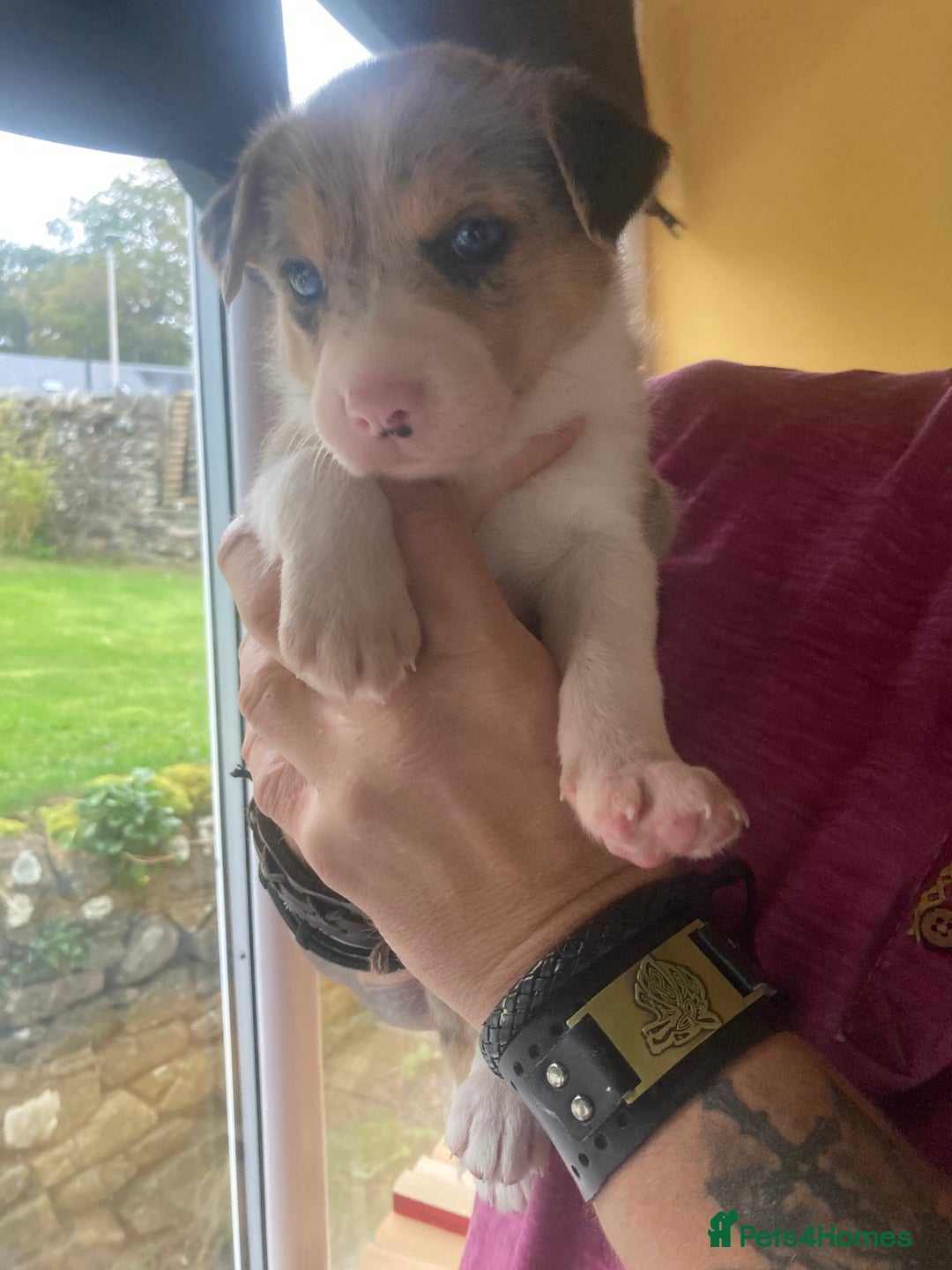 Border Collie dogs for sale: Border Collie Pups Merle, Tri-colour & Blk/wht - Image 31