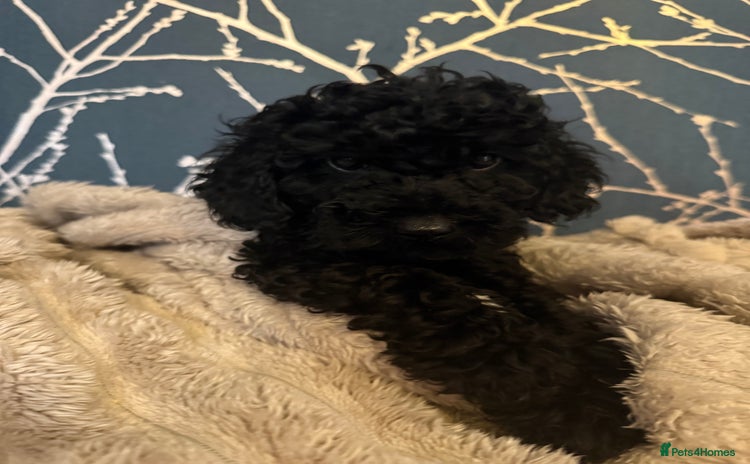 Toy Poodle dogs - Advert 9