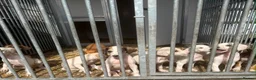 Lurcher dogs for sale: Pure breed lurcher puppies - Advert 6
