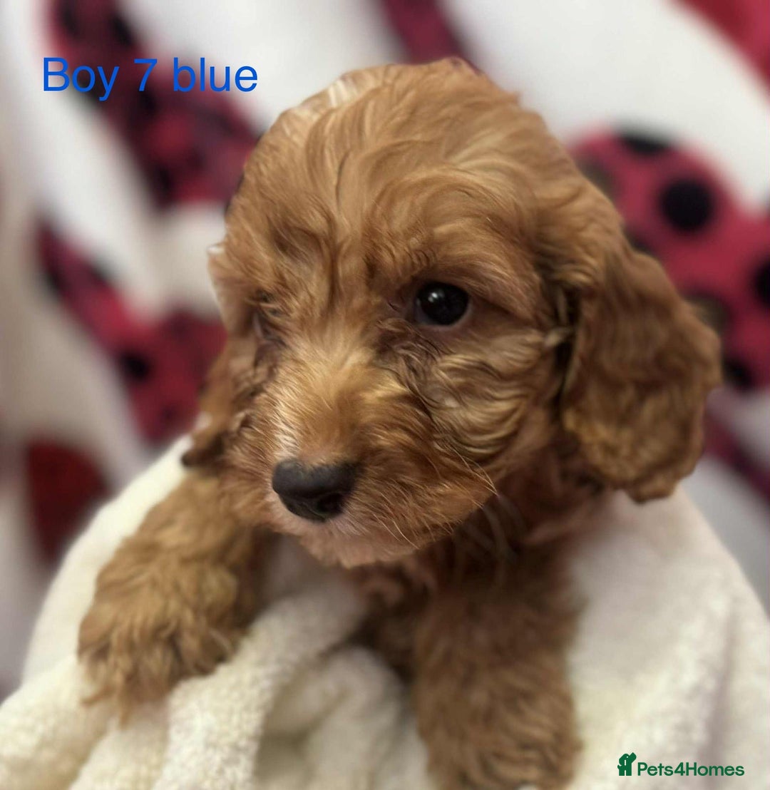Cockapoo dogs for sale: Cockerpoo puppies - Image 7