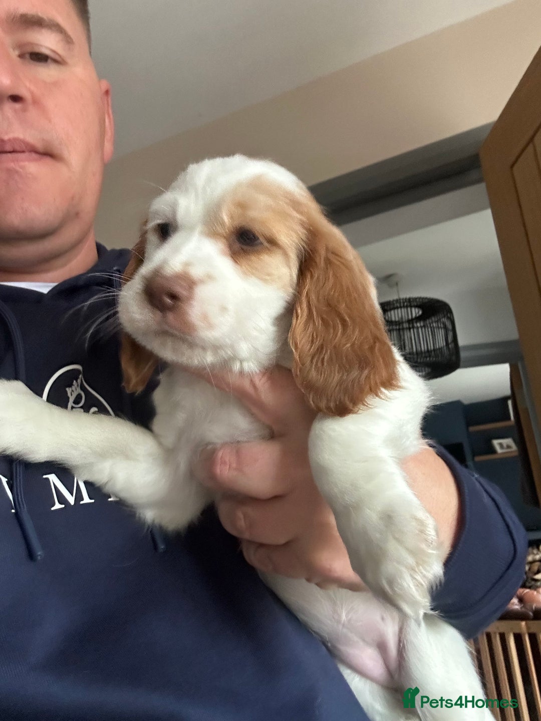 Cocker Spaniel dogs for sale: Three stunning Cocker pups  - Advert 5