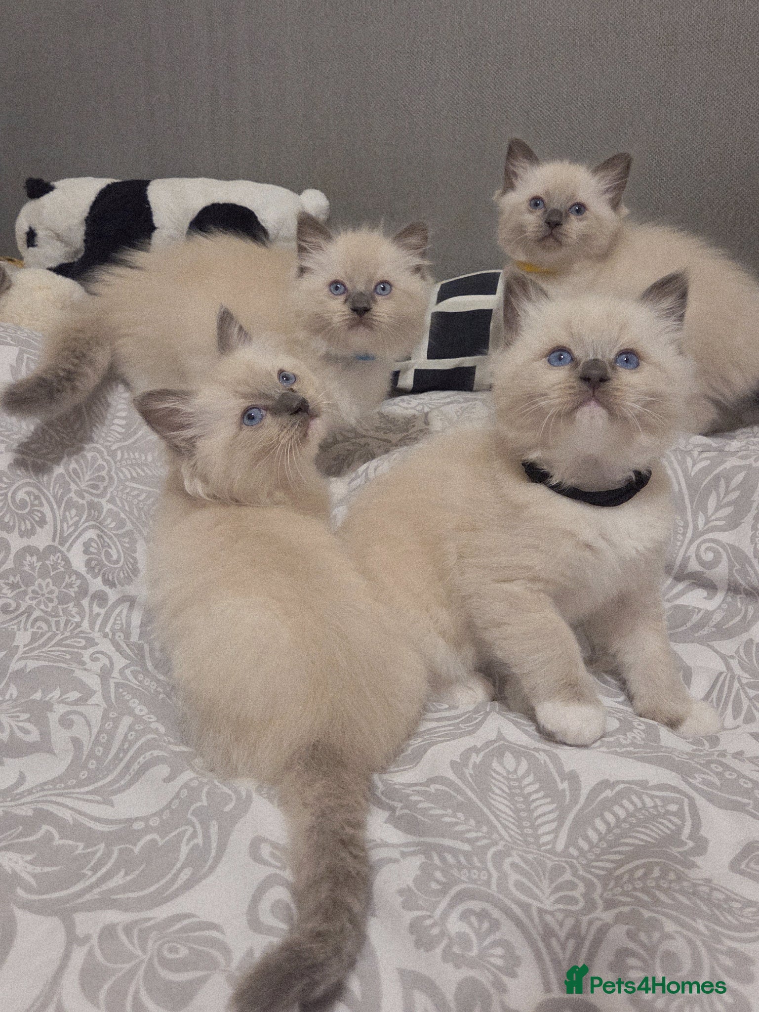 Ragdoll cats Ragdoll Kittens Ready ! - Advert 9