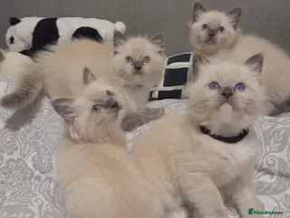 Ragdoll cats Ragdoll Kittens Ready ! - Advert 9