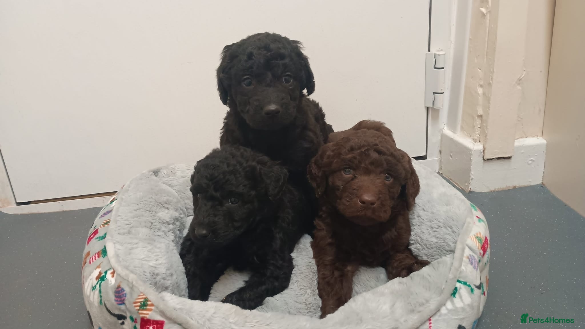 Goldendoodle dogs 4 Beautiful Goldendoodle pups, 4 months old - Advert 1