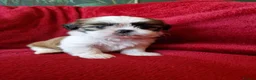 Shih Tzu dogs for sale: Miniature Shih-tzu's  - Advert 14