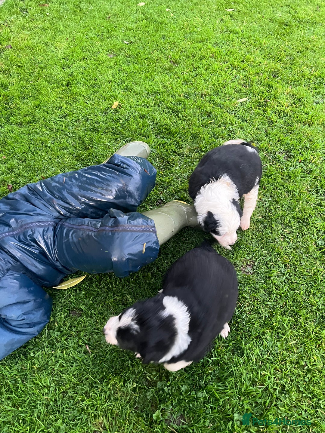 Bearded Collie dogs for sale: Six beautiful Beardie puppies for sale - Image 7