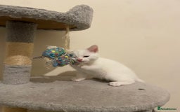 Turkish Angora cats for sale: Stunning Turkish Angora Kittens – Ready Now! 🐾 - Image 11