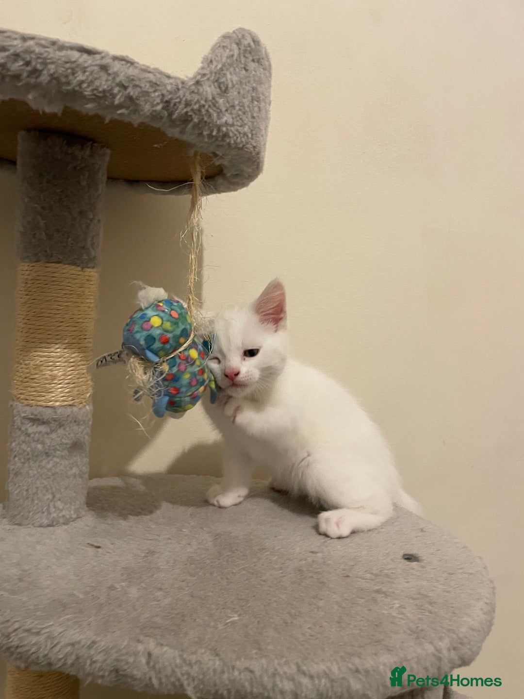 Turkish Angora cats for sale: Stunning Turkish Angora Kittens – Ready Now! 🐾 - Image 11