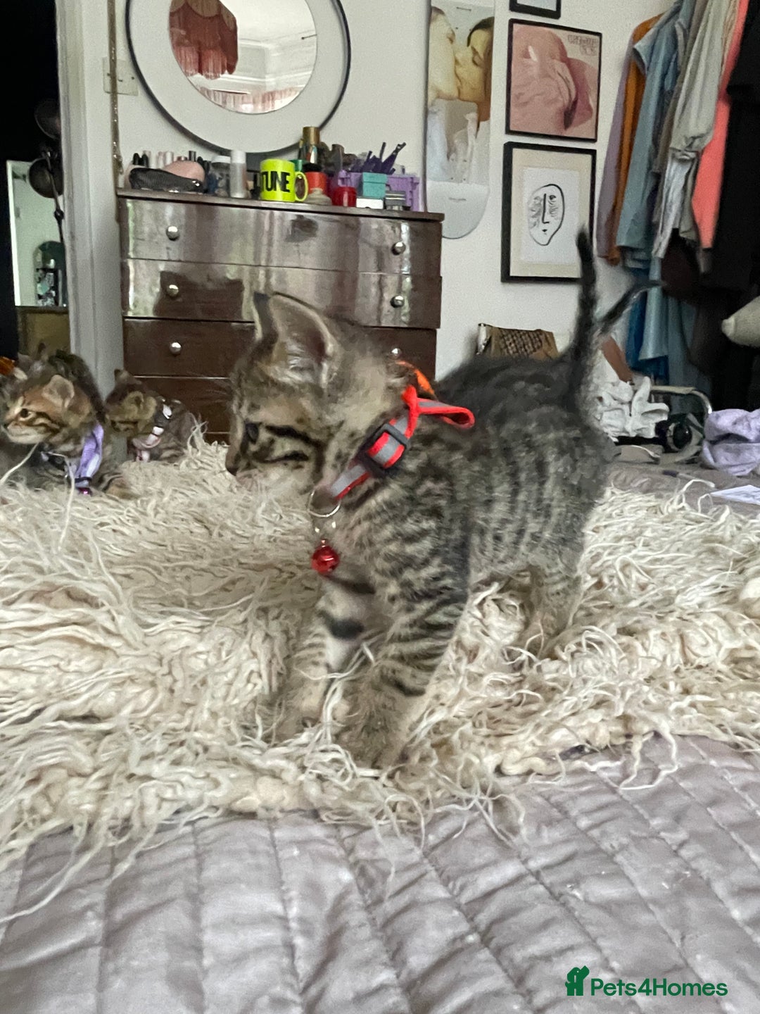 Mixed Breed cats for sale: 7 Half Snow Bengal kittens - Image 31