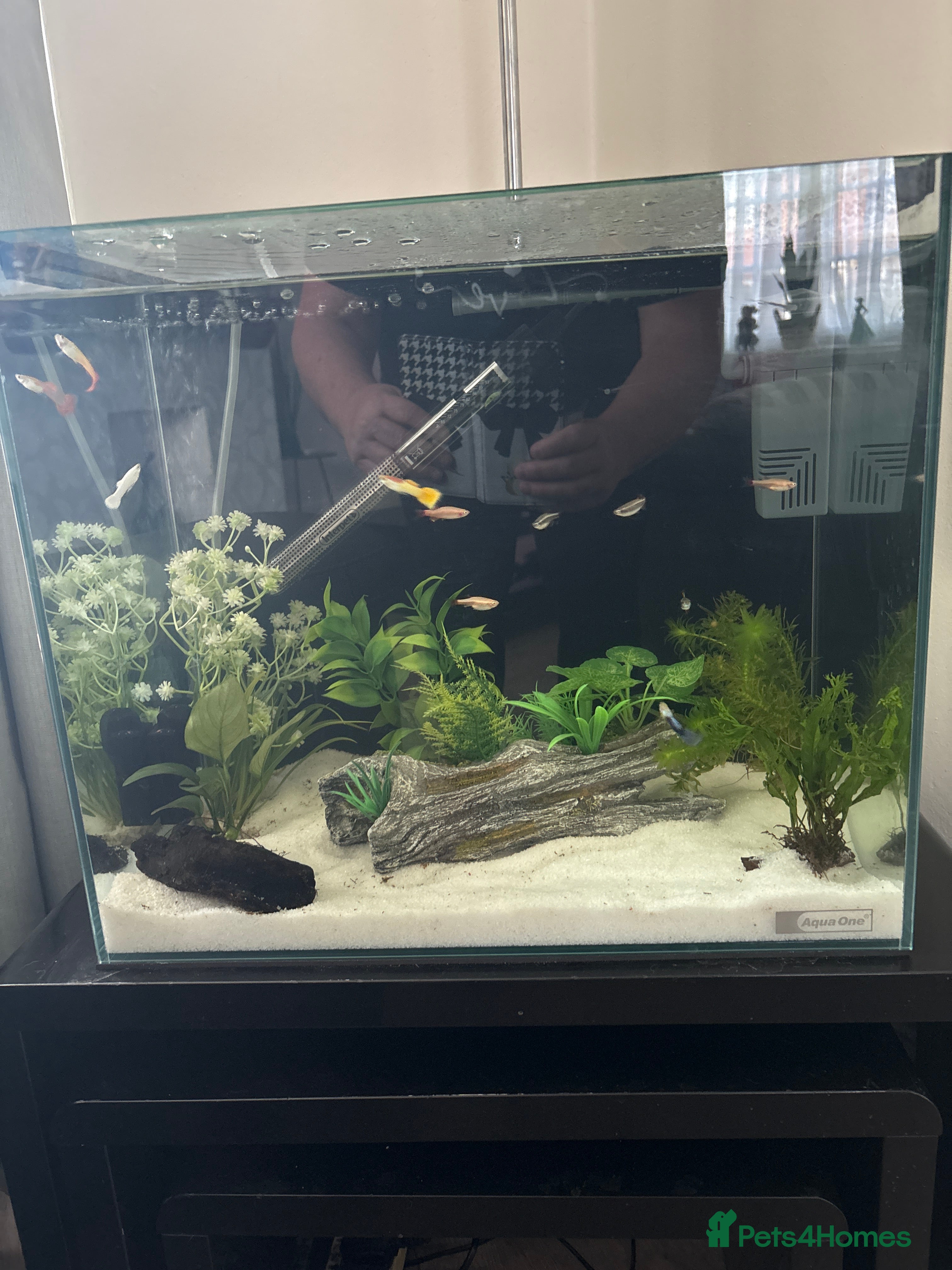 Other/Mixed Breed fish Fish with aquarium FULL SET UP  in London - Advert 6