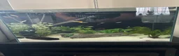 Other/Mixed Breed fish for sale: Fish with aquarium FULL SET UP  in London - Advert 1