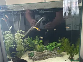Other/Mixed Breed fish Fish with aquarium FULL SET UP in London - Advert 6